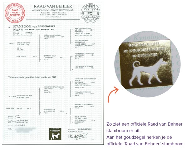 Voor u doel Meter Wat is een stamboomhond