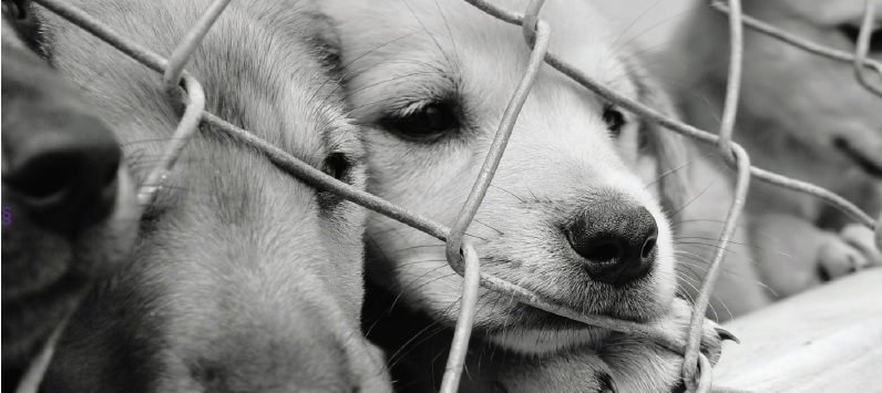 puppyhandel hond zonder stamboom