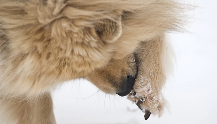 hondenpoot zout pekel sneeuw