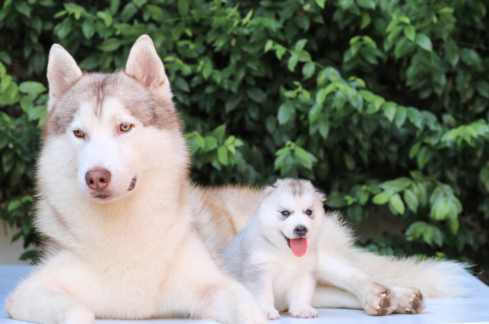 bijnaam Als reactie op de Gebeurt Voordeel 10. Bij een nestje stamboompups is altijd de moederhond aanwezig