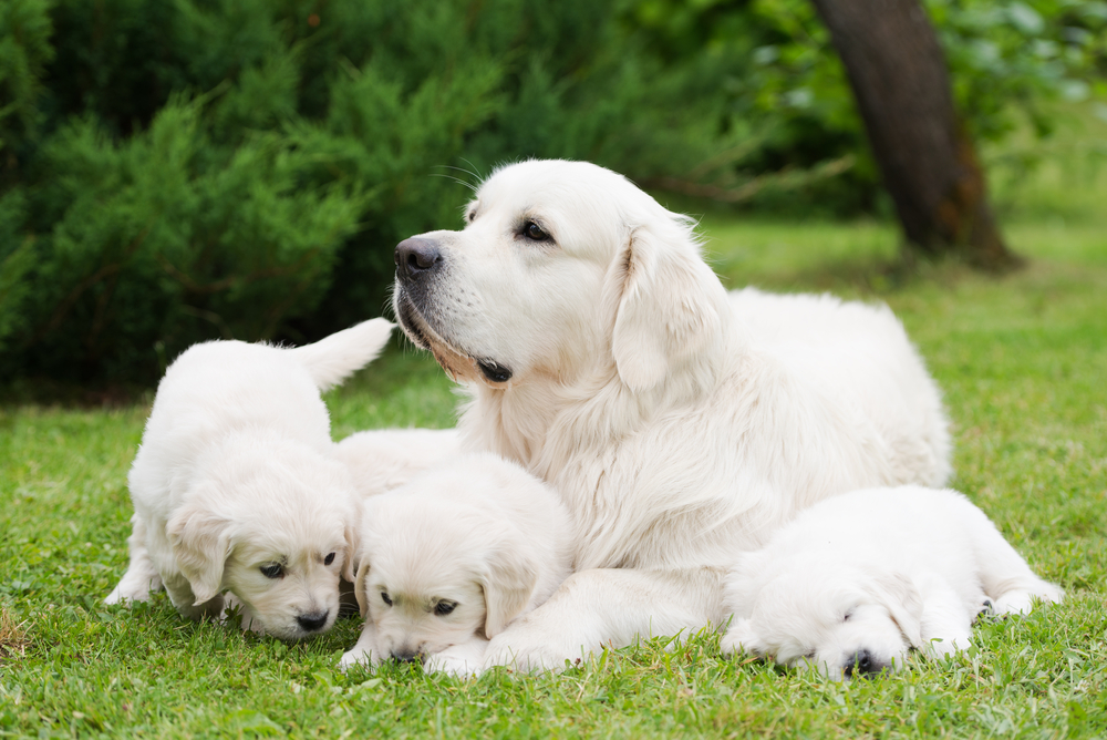 bijnaam Als reactie op de Gebeurt Voordeel 10. Bij een nestje stamboompups is altijd de moederhond aanwezig