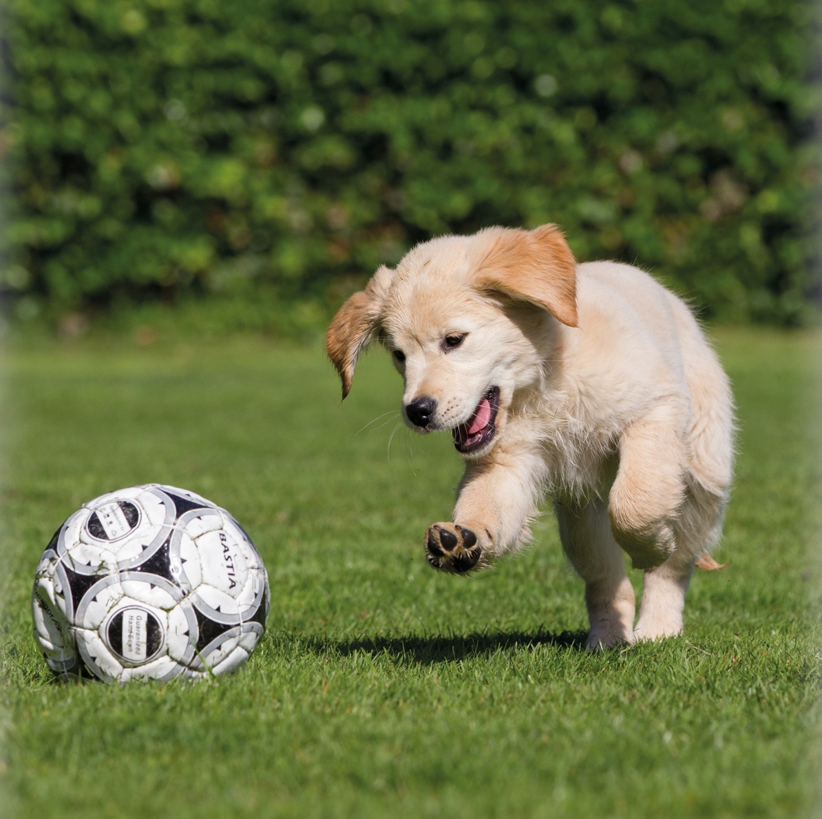 Idool Vet Boek Puppycursus met je hond