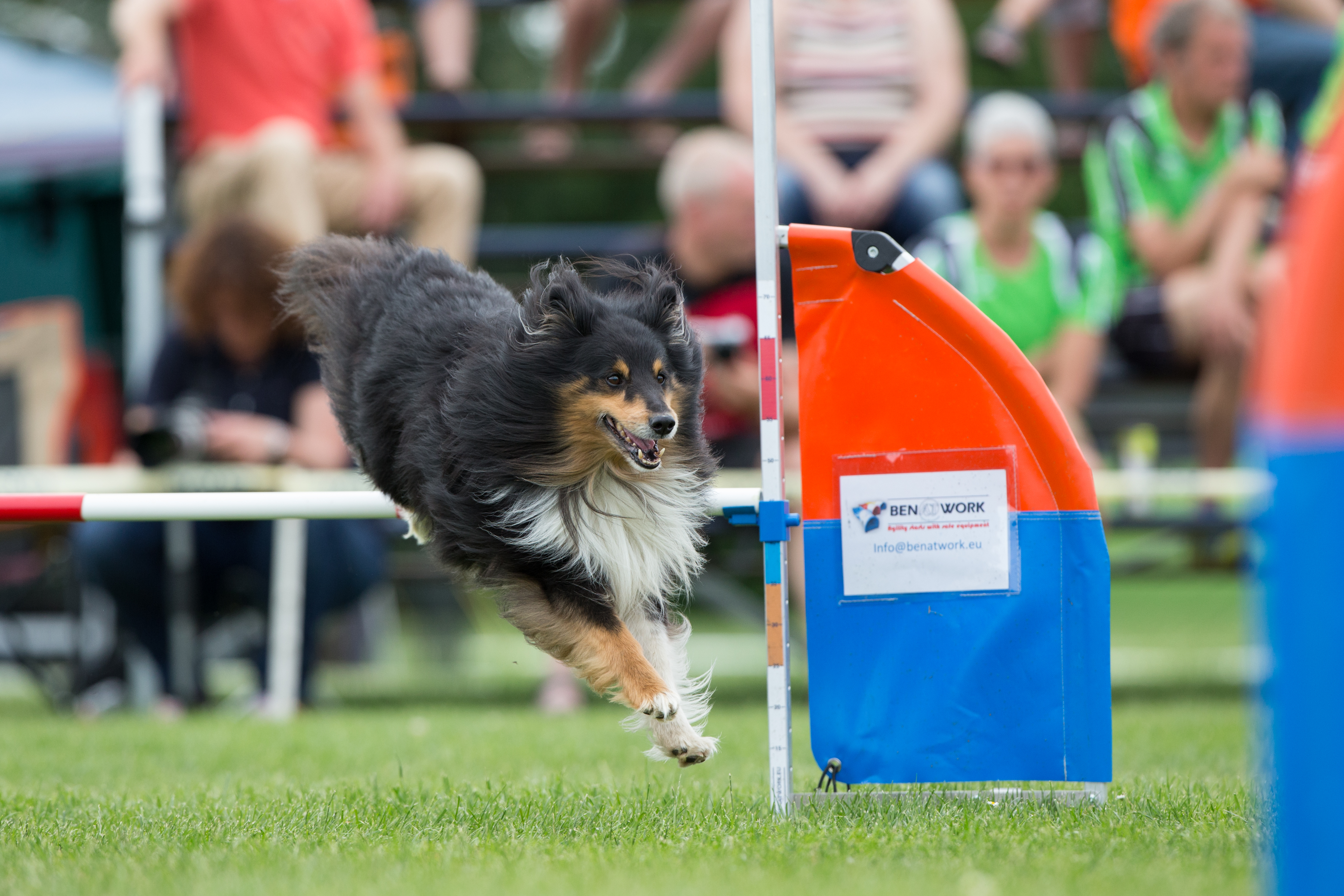 hondensport agility sprong