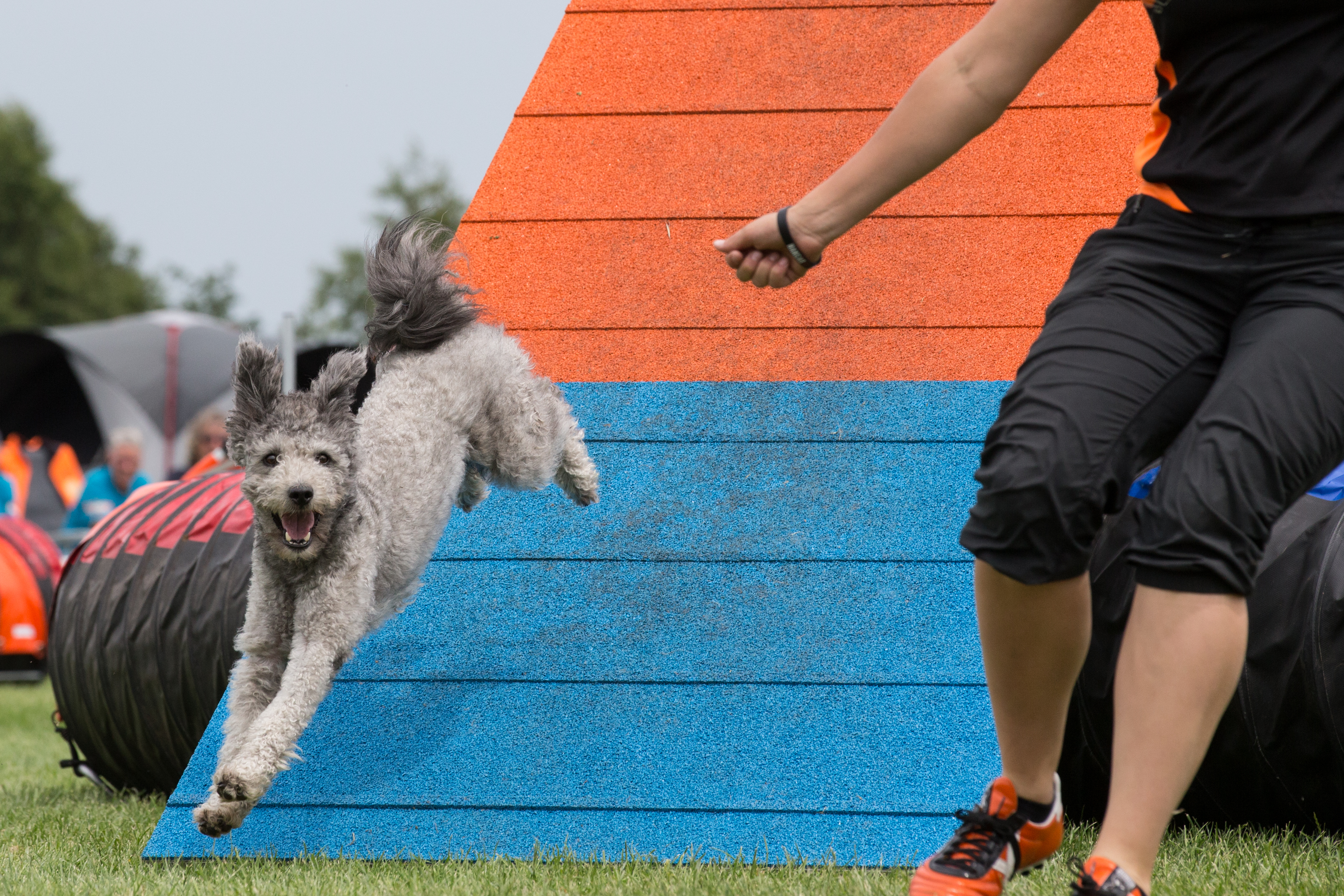 agility schutting