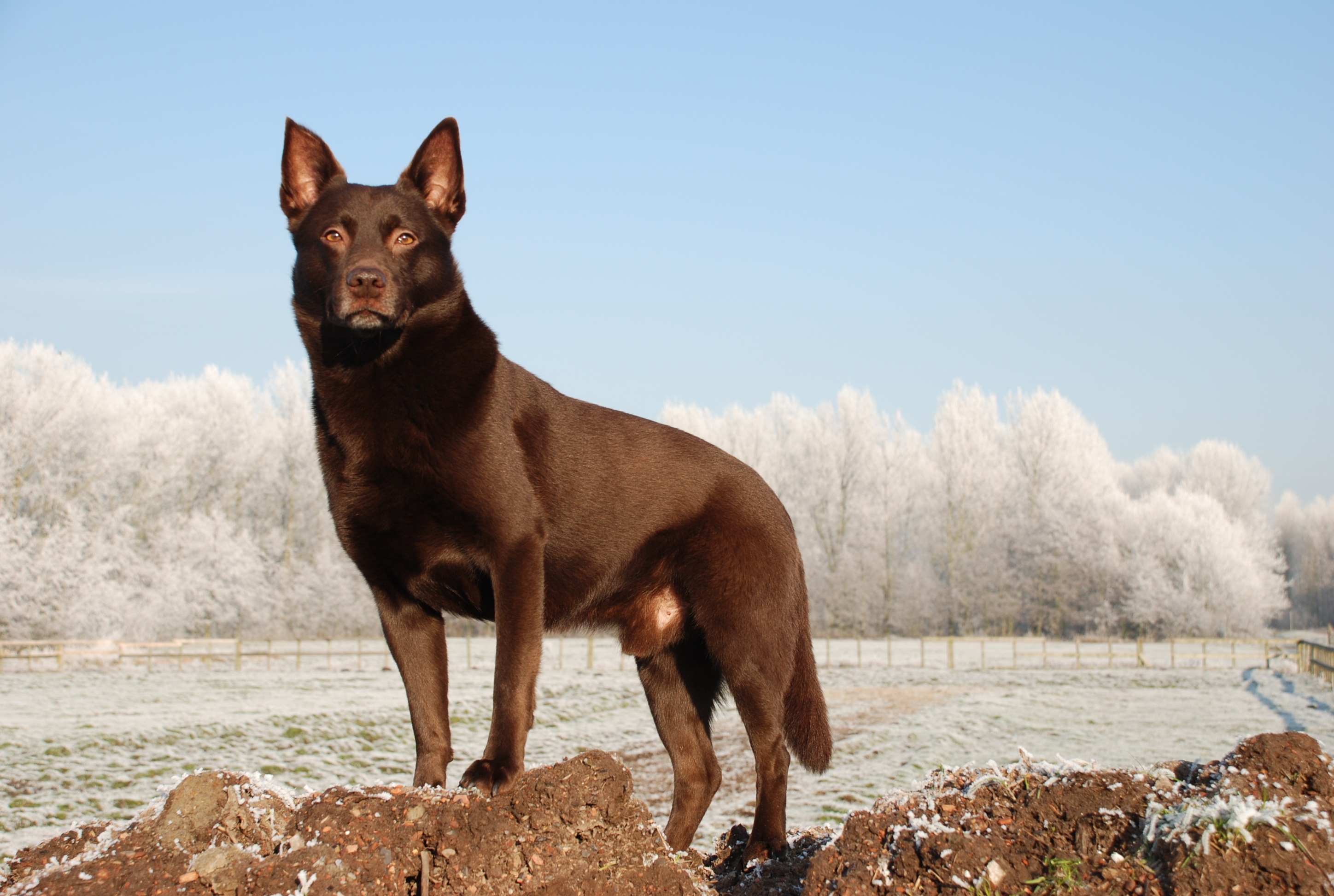 Australian Kelpie