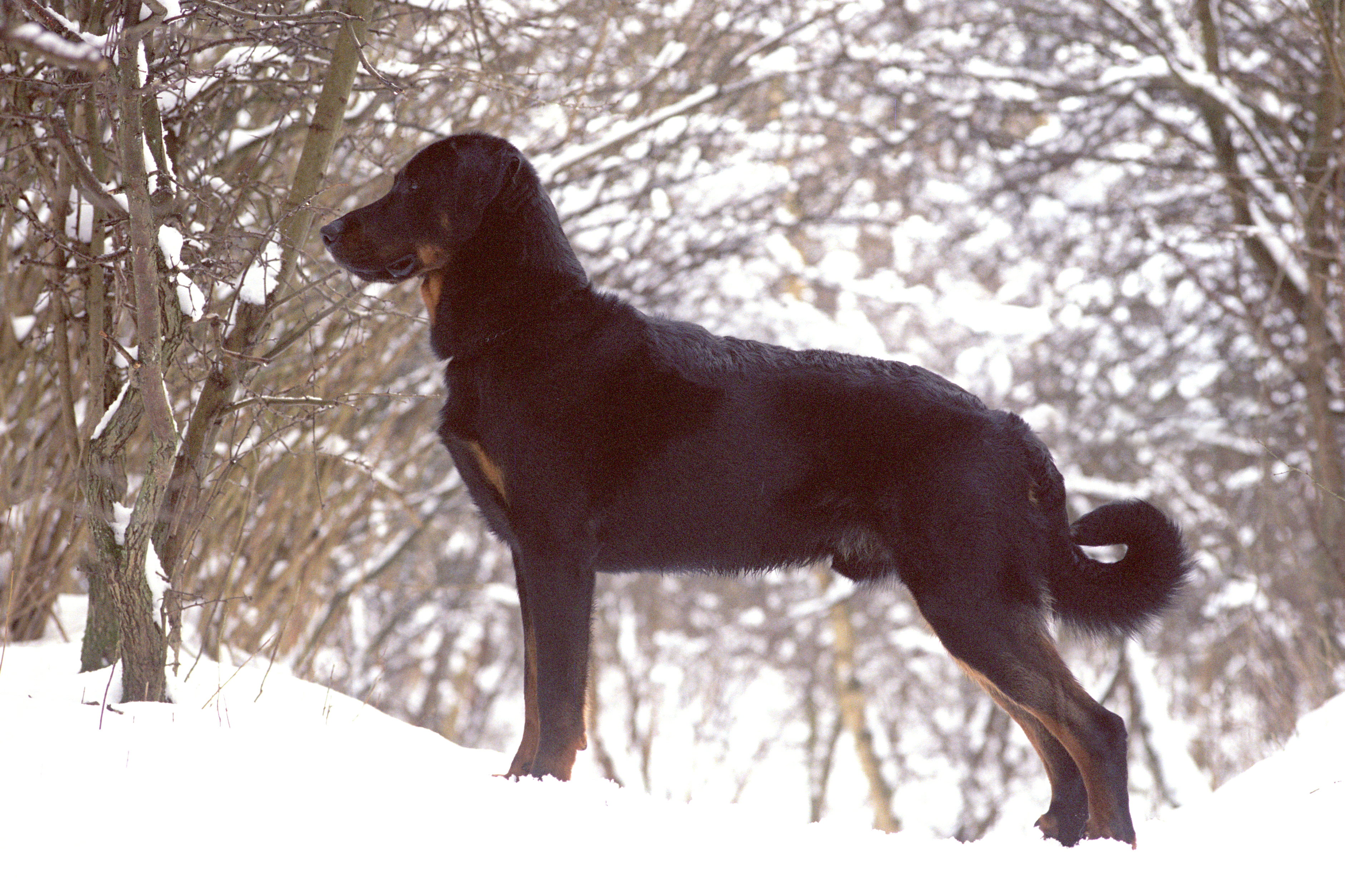 beauceron-02.jpg