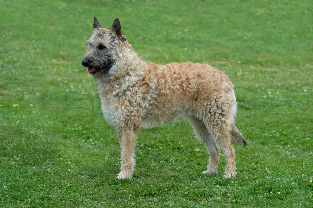 Belgische herdershond, Laekense herder