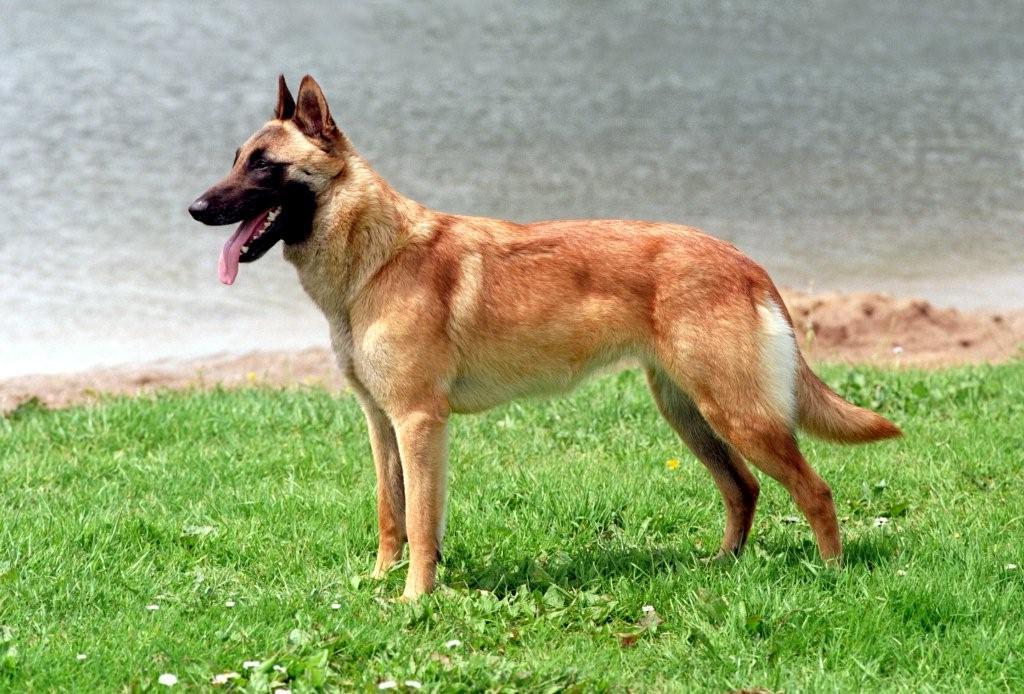 Belgische herdershond, Mechelse herder