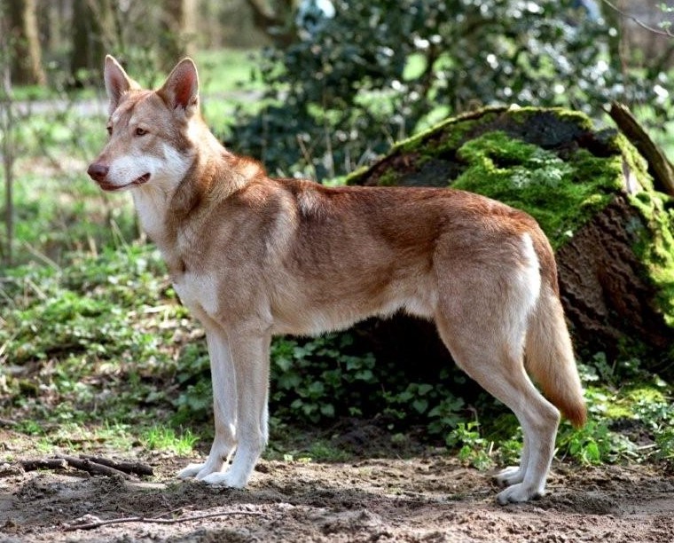 Afbeeldingsresultaat voor saarloos wolfhond