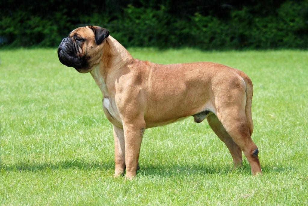 Image Result For Rottweiler Mastiff