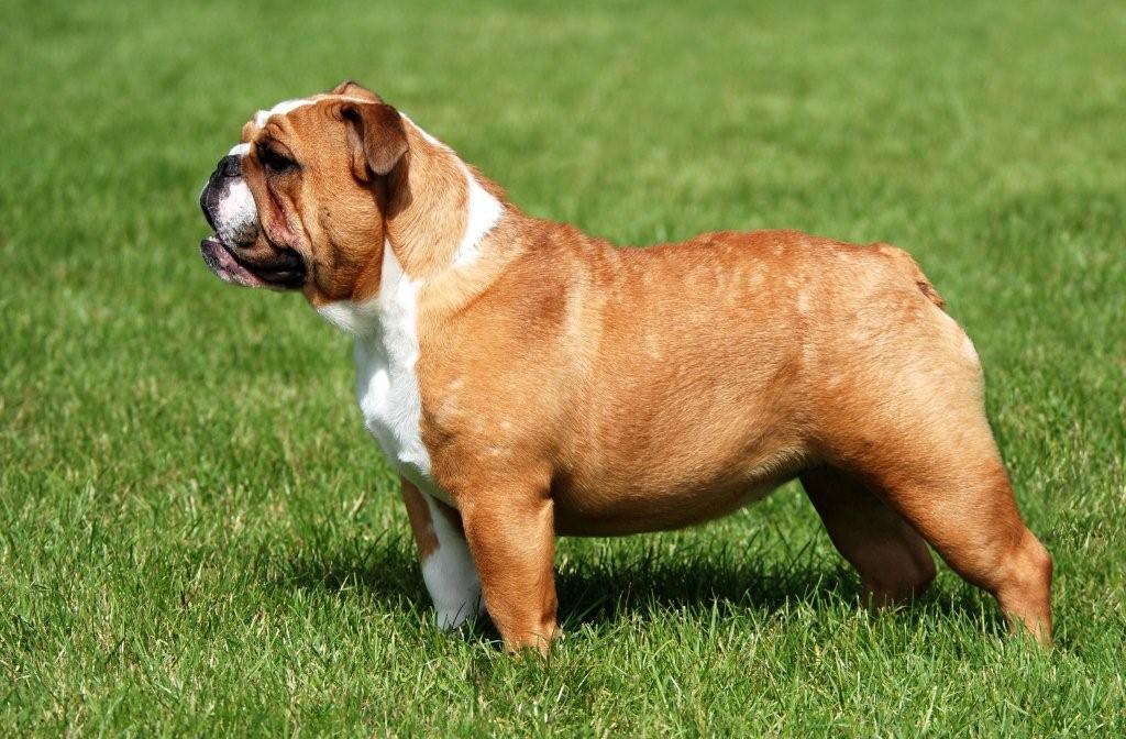 Engelse Bulldog