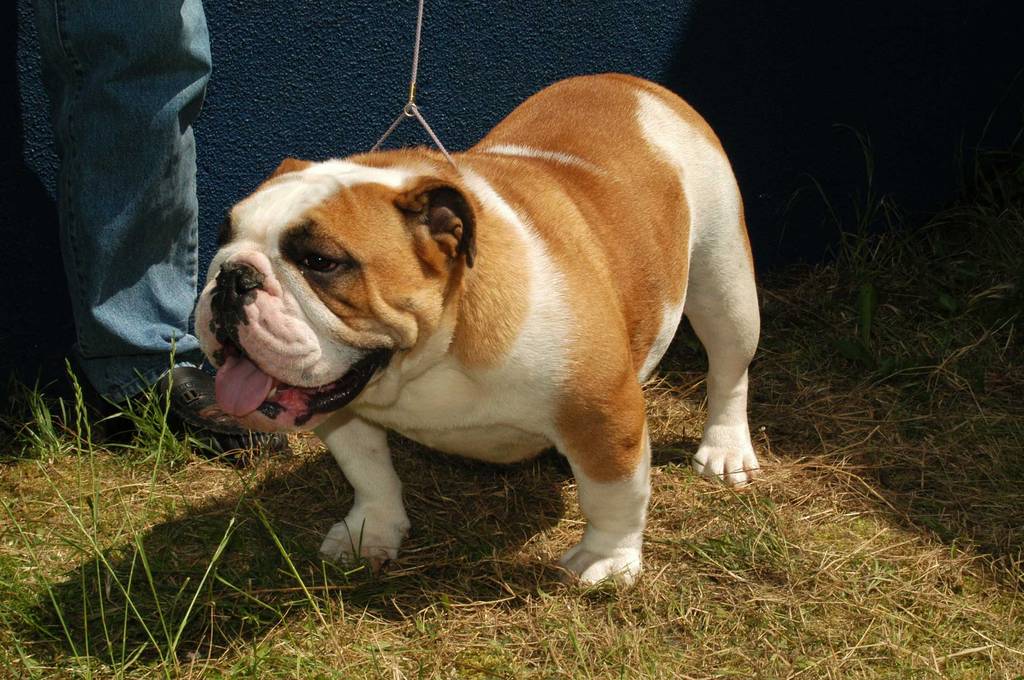 Engelse Bulldog