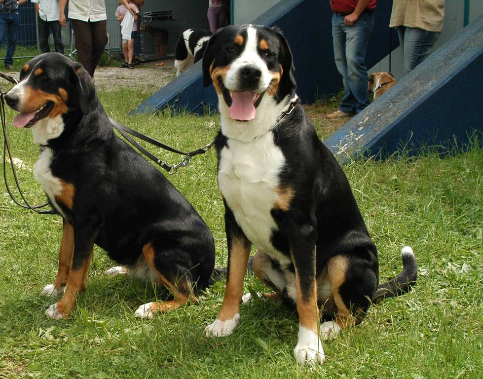 Grote Zwitserse Sennenhond
