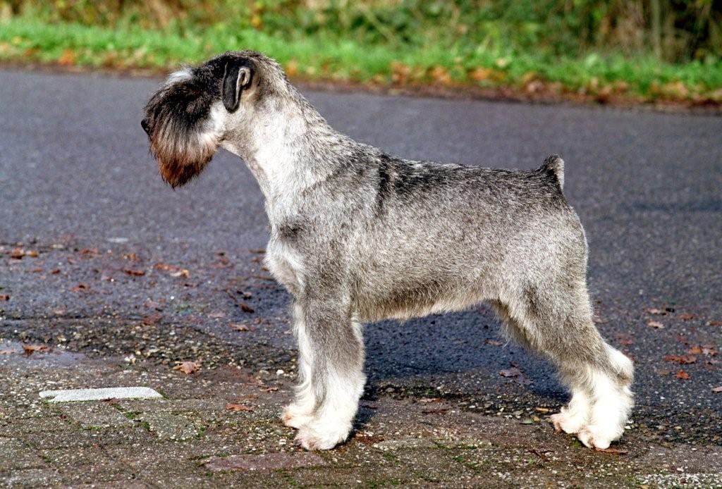 Middenslag Schnauzer, peper en zout