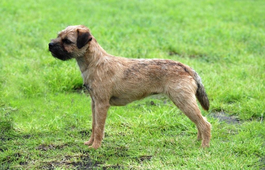 Border Terrier