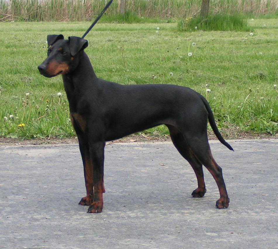 Manchester Terrier