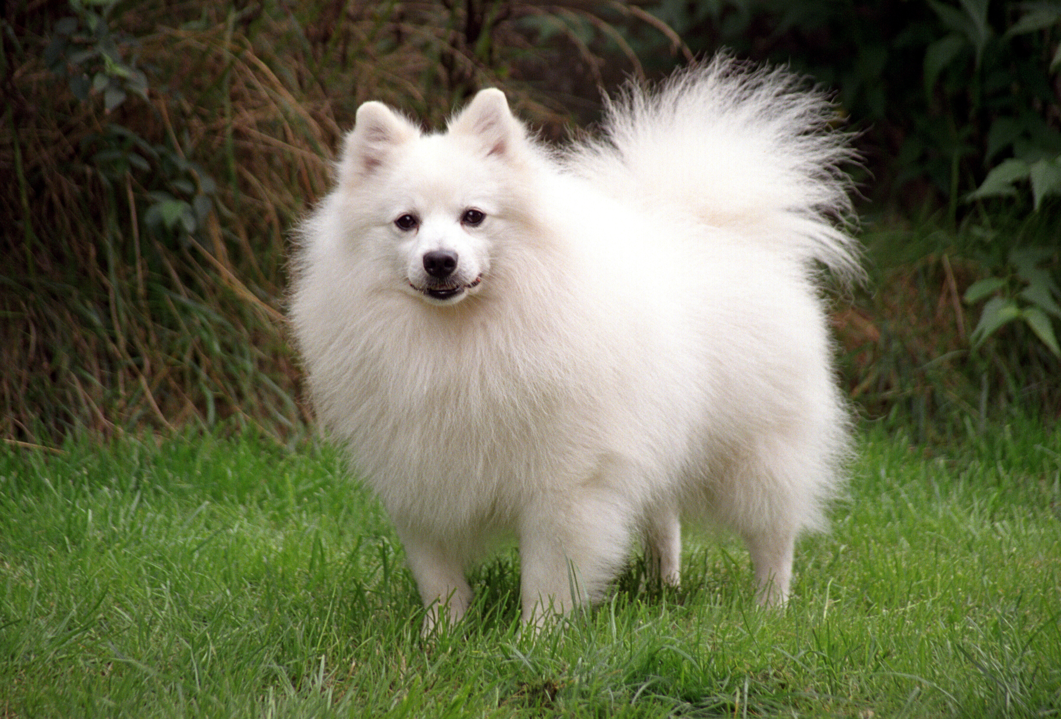 Witte keeshond shop