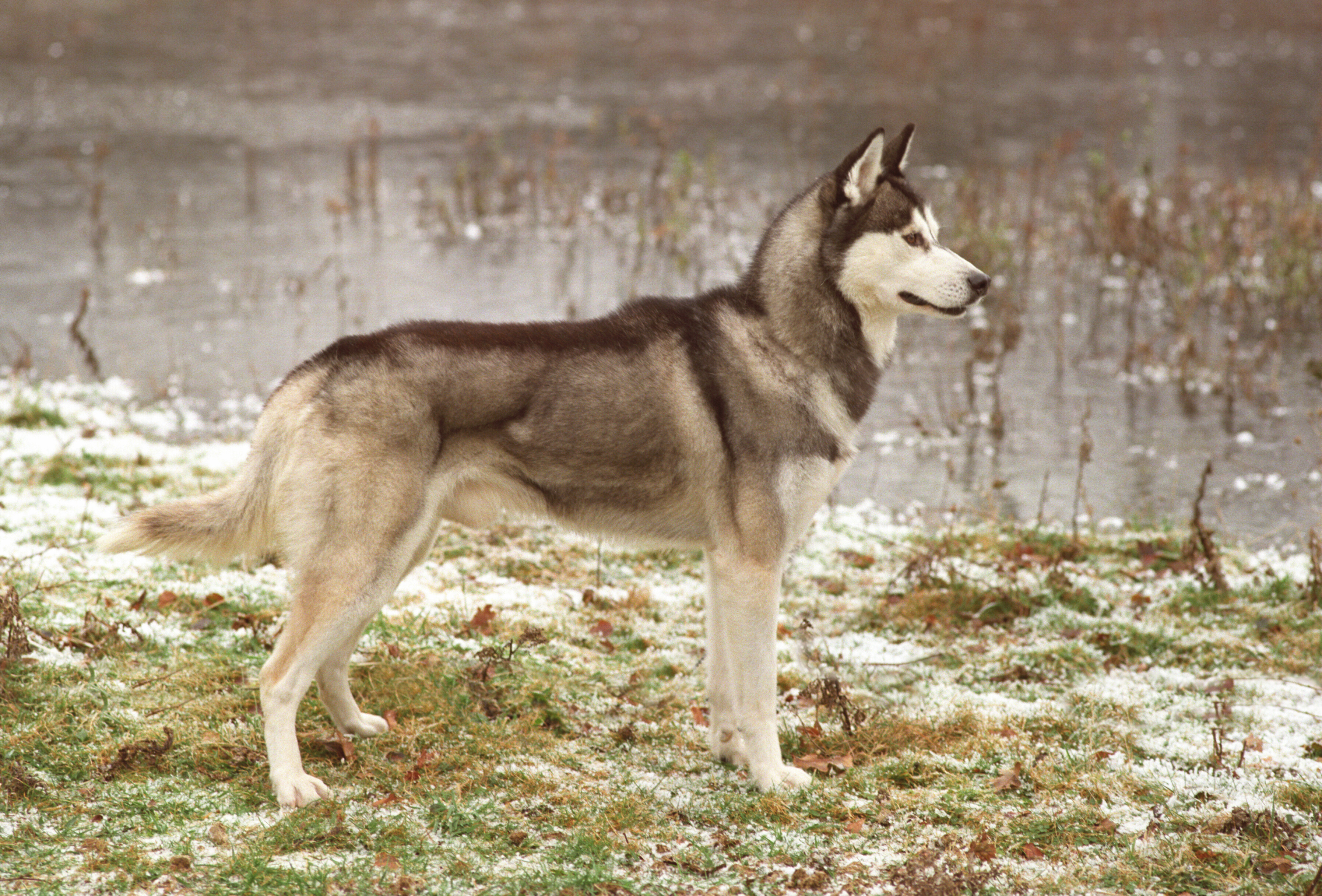 Aziatisch klem Dood in de wereld Siberian Husky