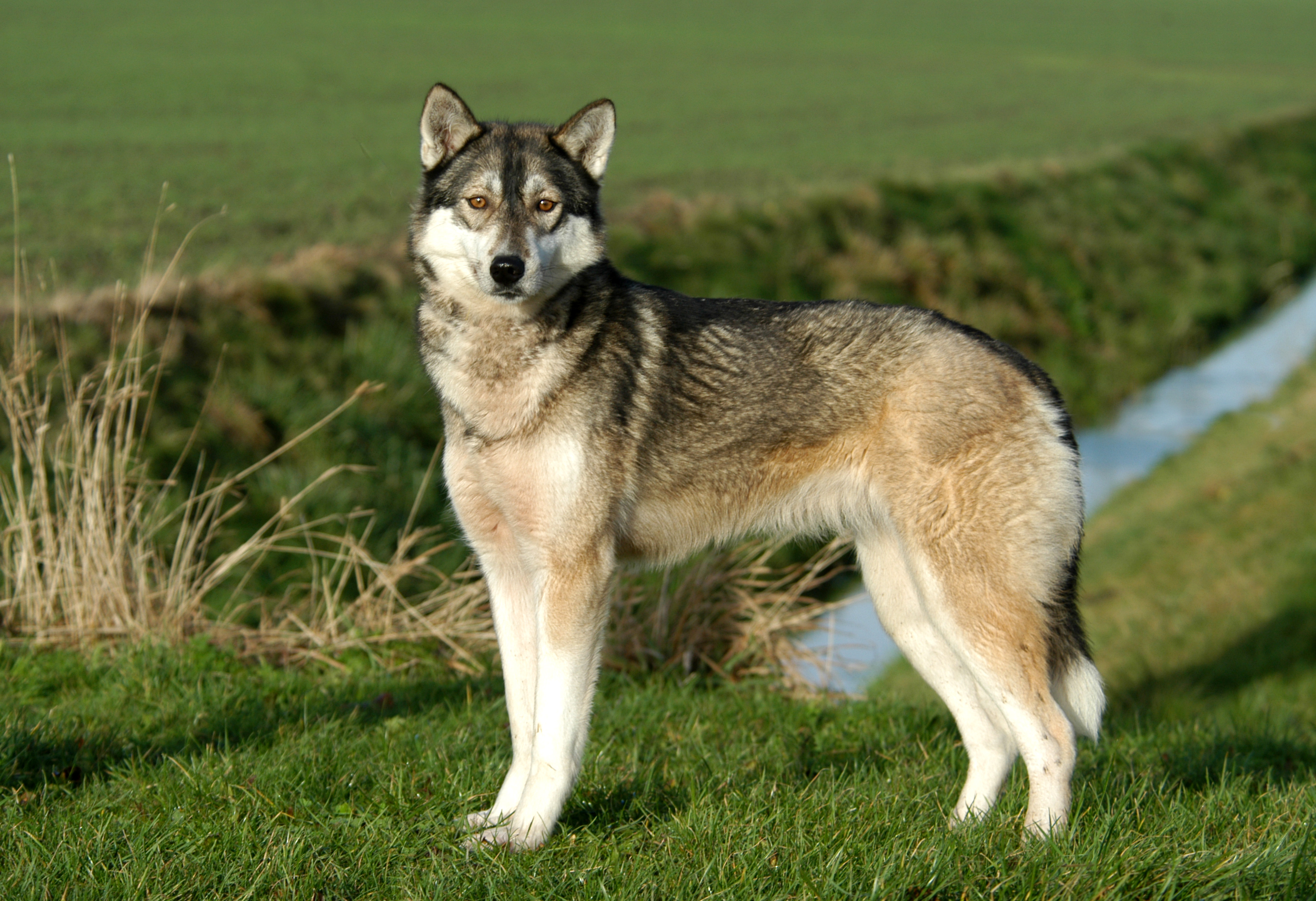 Aziatisch klem Dood in de wereld Siberian Husky