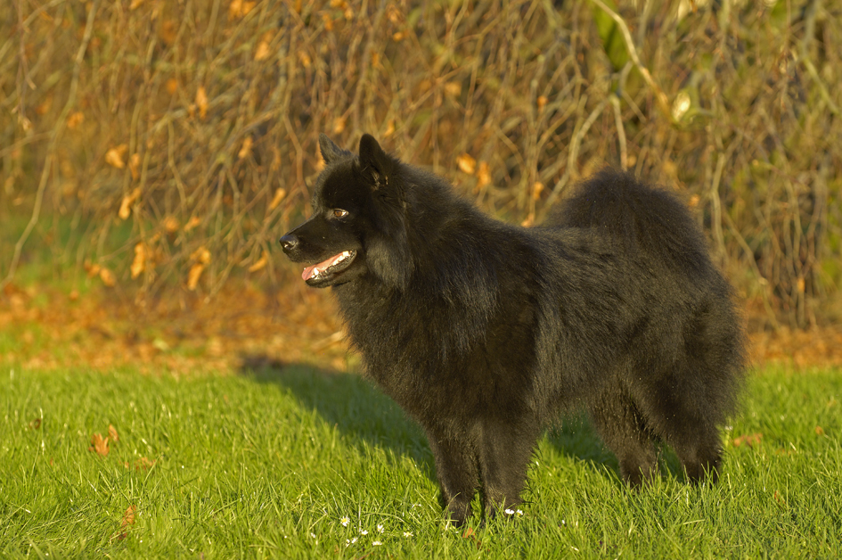 Afbeeldingsresultaat voor zweedse lappenhond