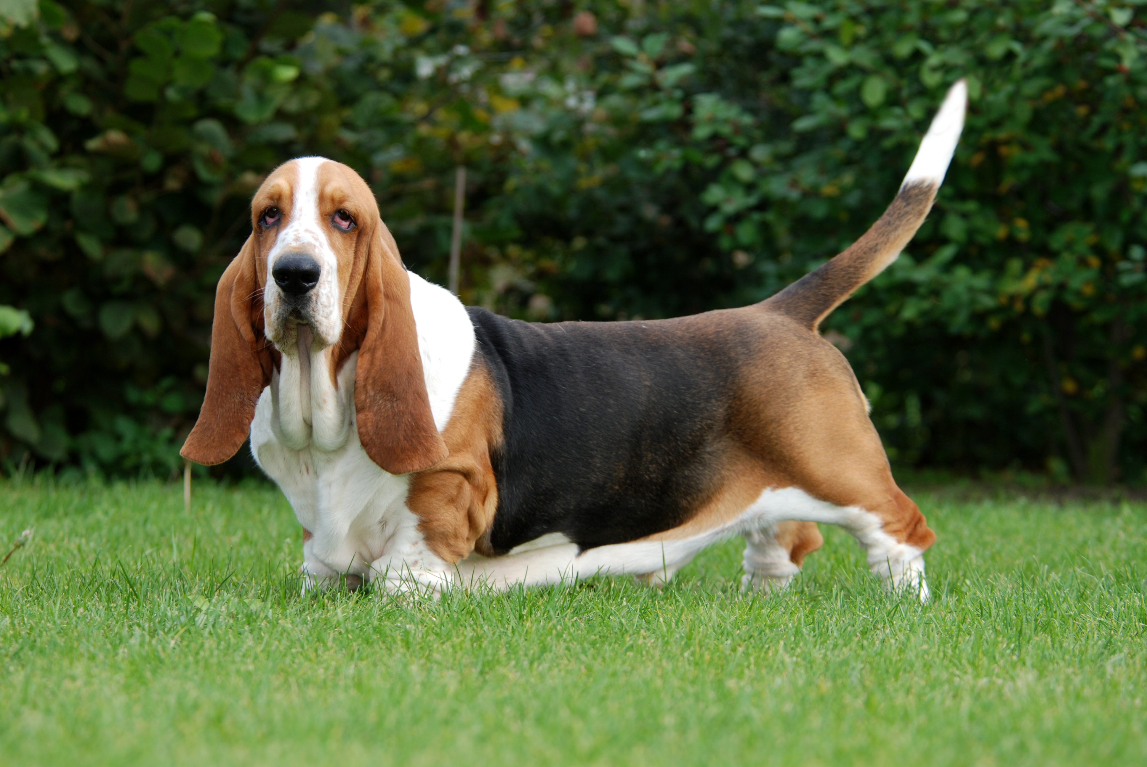 will a basset hound be good with my cat facts tips terbaru