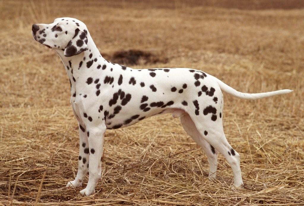 dalmatier club Nederland I Dalmatische hond Spotnik's Special Selection