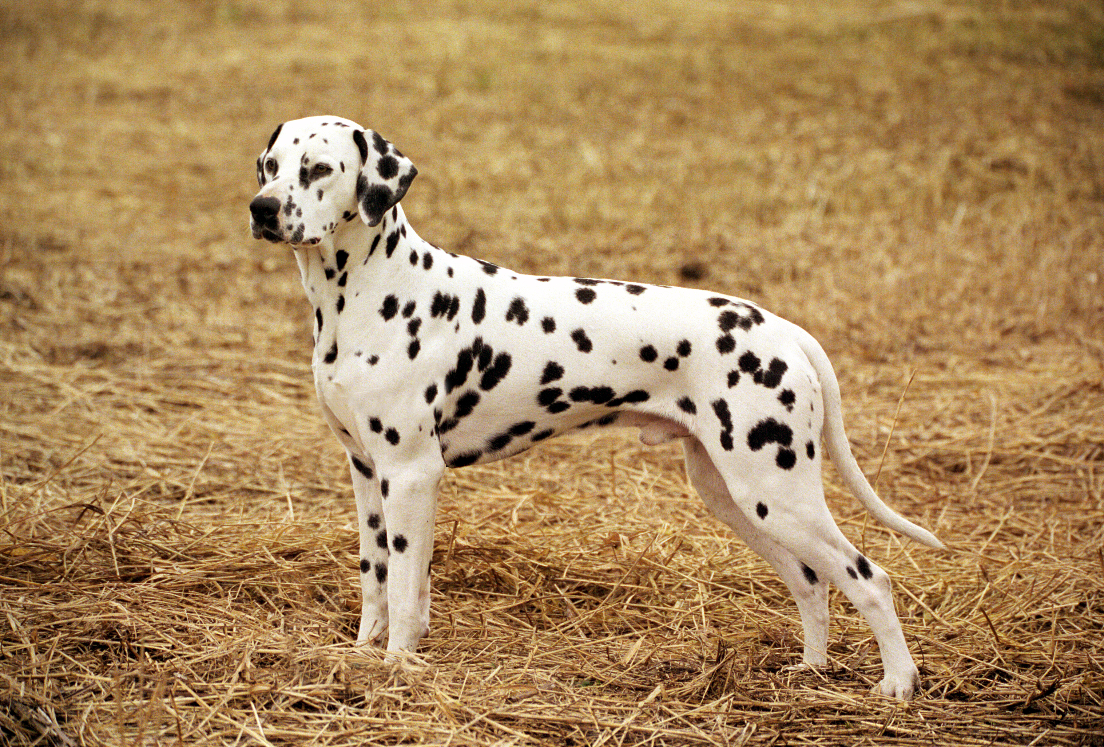 Wens Datum straf Dalmatische Hond