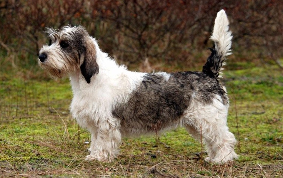 Petit basset cheap griffon vendéen