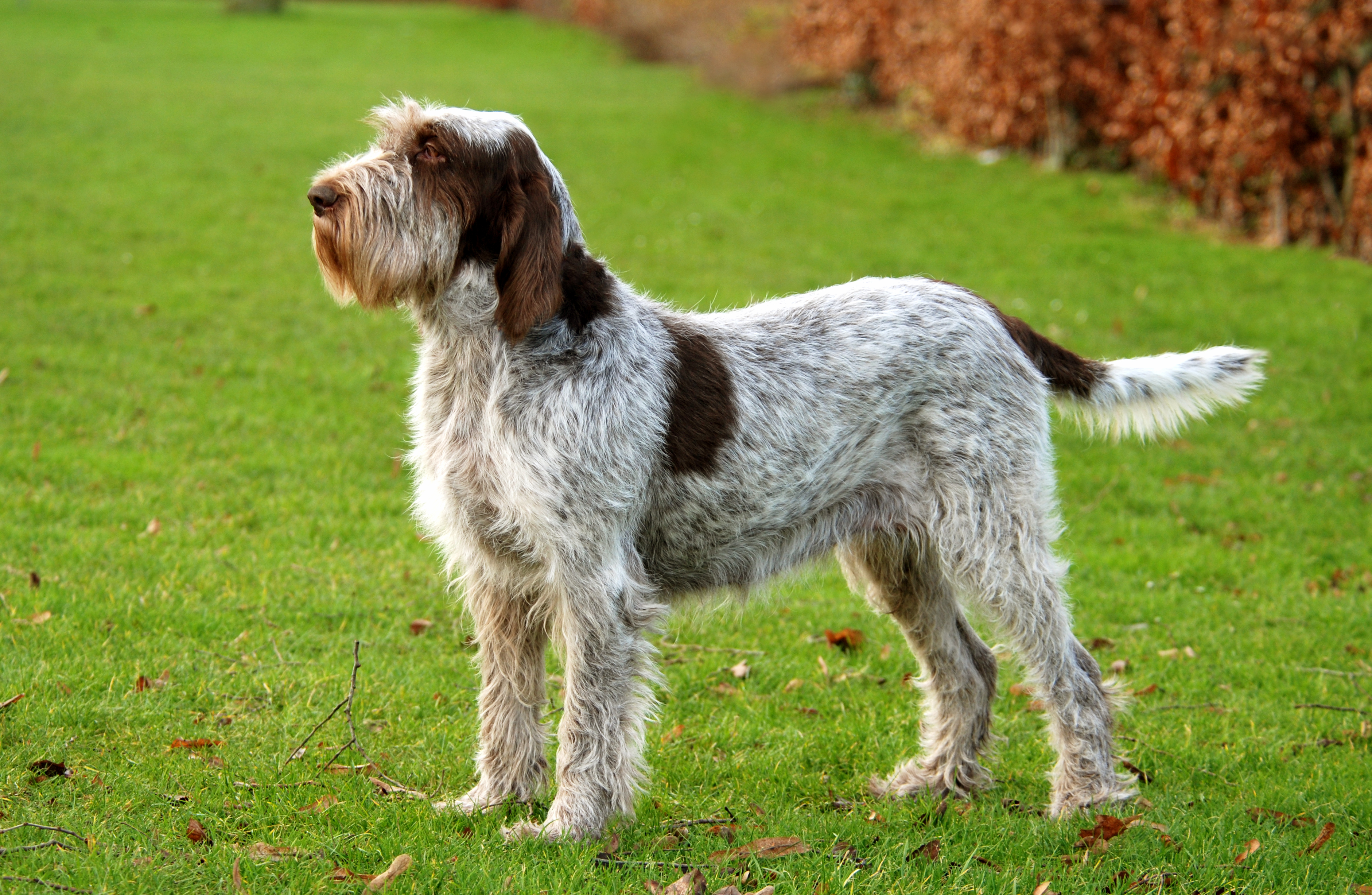The Spinone Italiano: A Friendly and Loyal Dog Breed The Spinone Italiano: A Friendly and Loyal Dog Breed