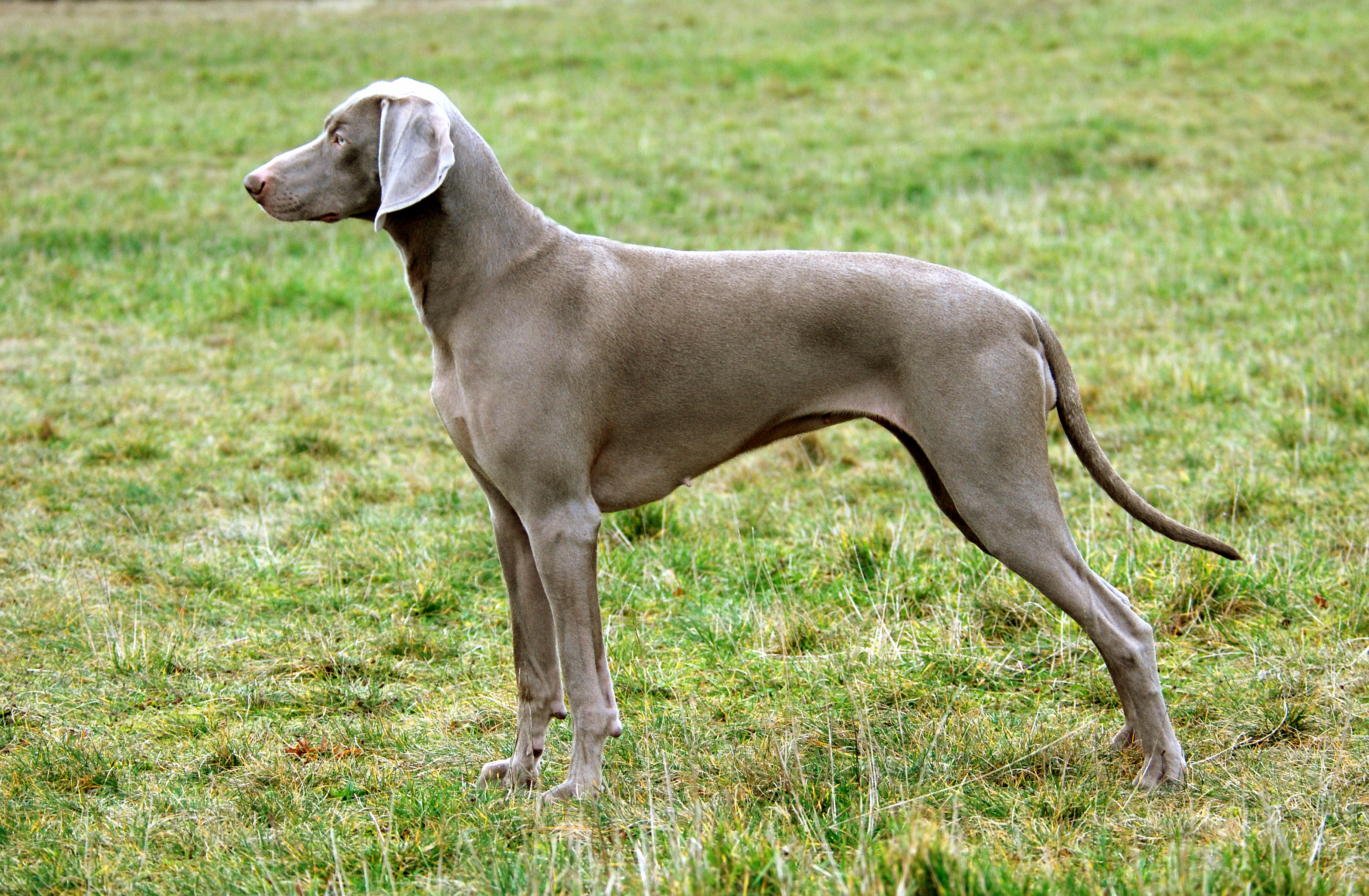 Zonnebrand Impressionisme zwaartekracht Weimaraner, korthaar