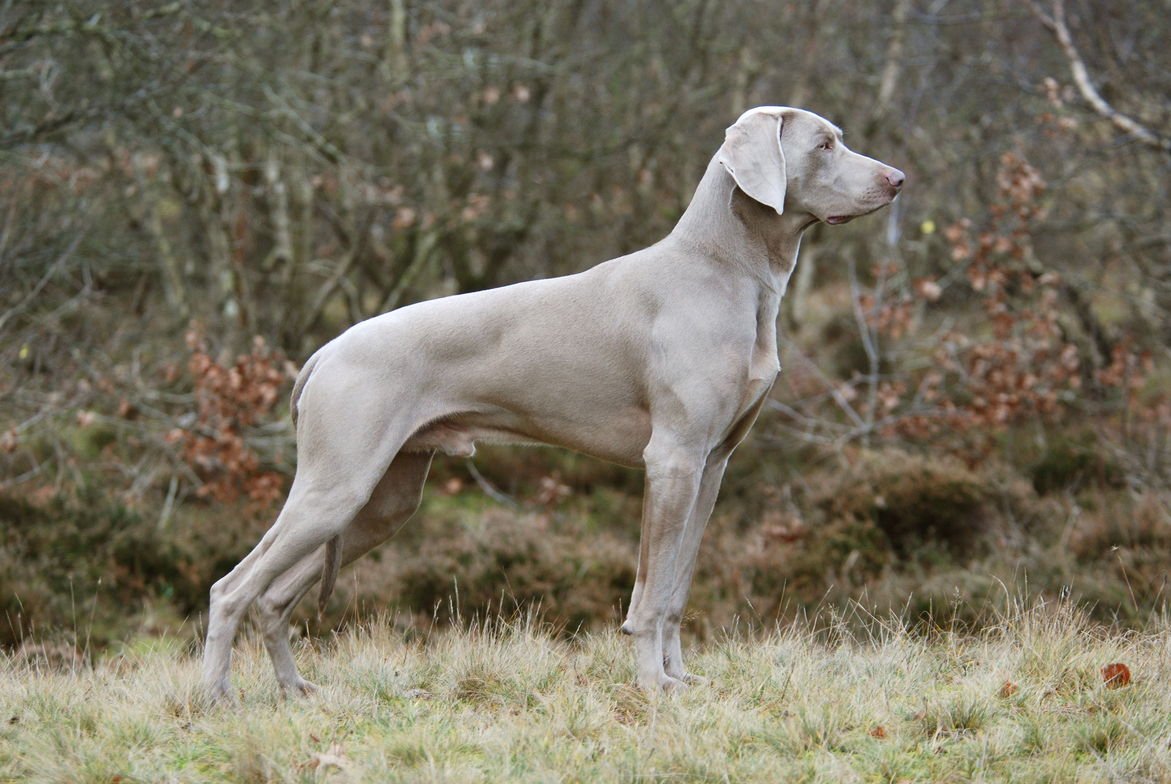 Zonnebrand Impressionisme zwaartekracht Weimaraner, korthaar