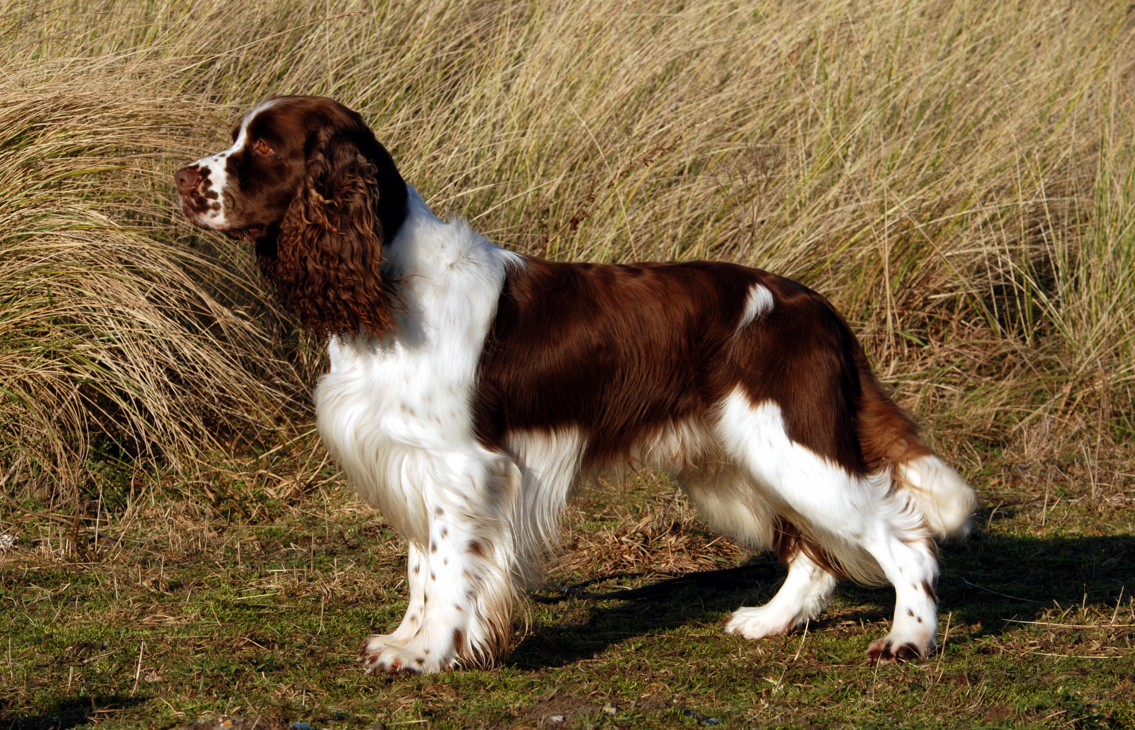 Afbeeldingsresultaat voor engelse springer spaniel