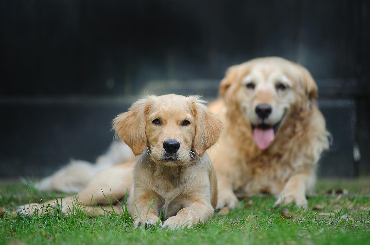 computer Dictatuur Medicinaal Golden Retriever