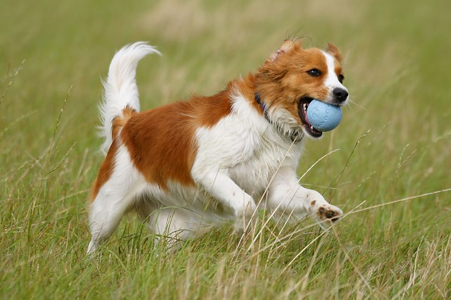 nederlandse-kooikerhondje-7.jpg