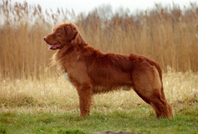 Nova Scotia Duck Tolling Retriever