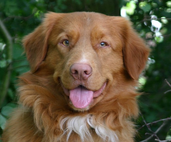 Nova Scotia Duck Tolling Retriever