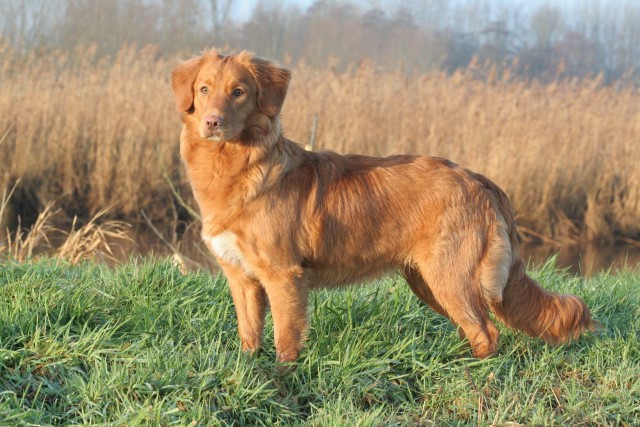 Nova Scotia Duck Tolling Retriever