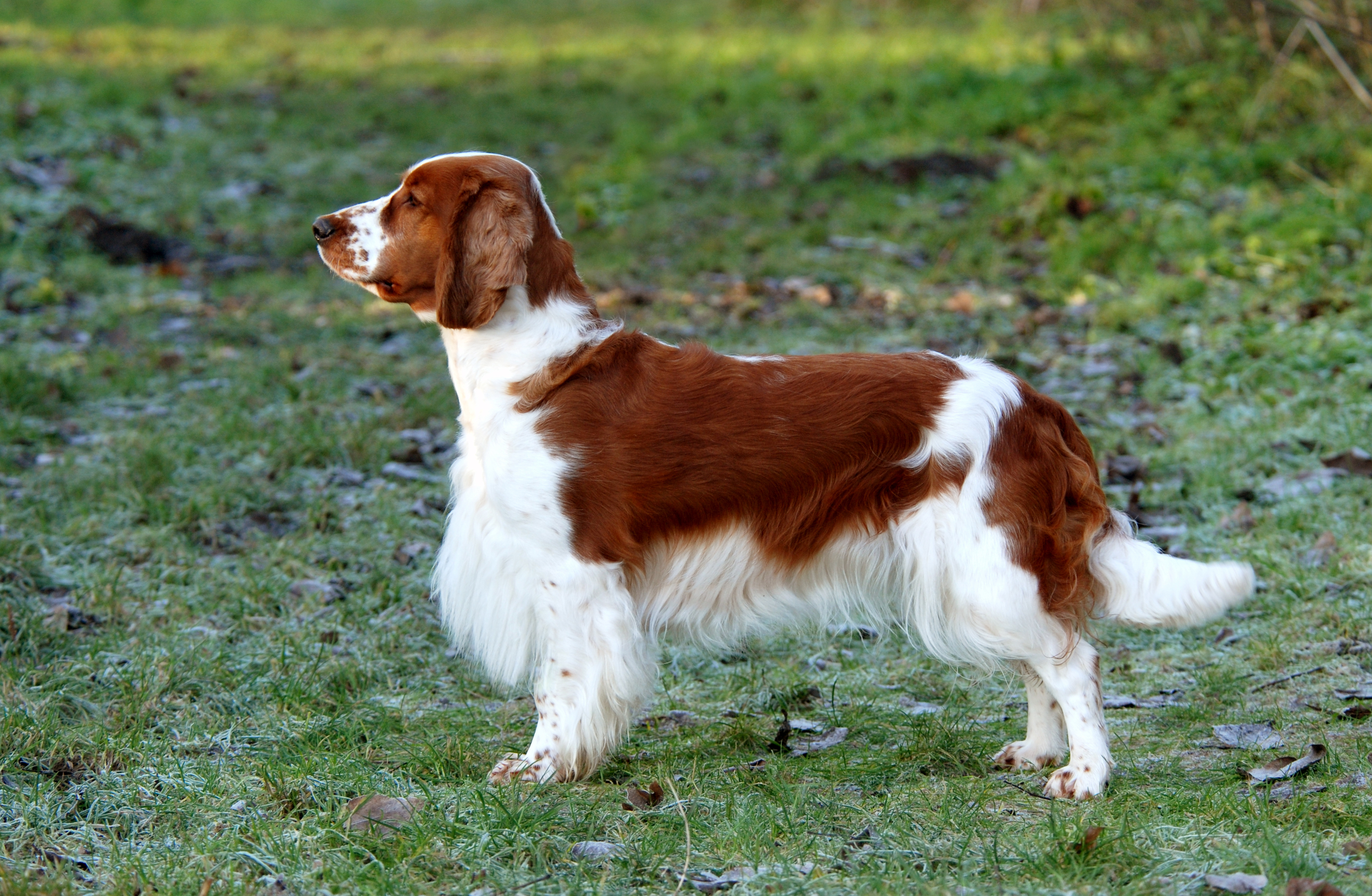 Welsh Springer Spaniel