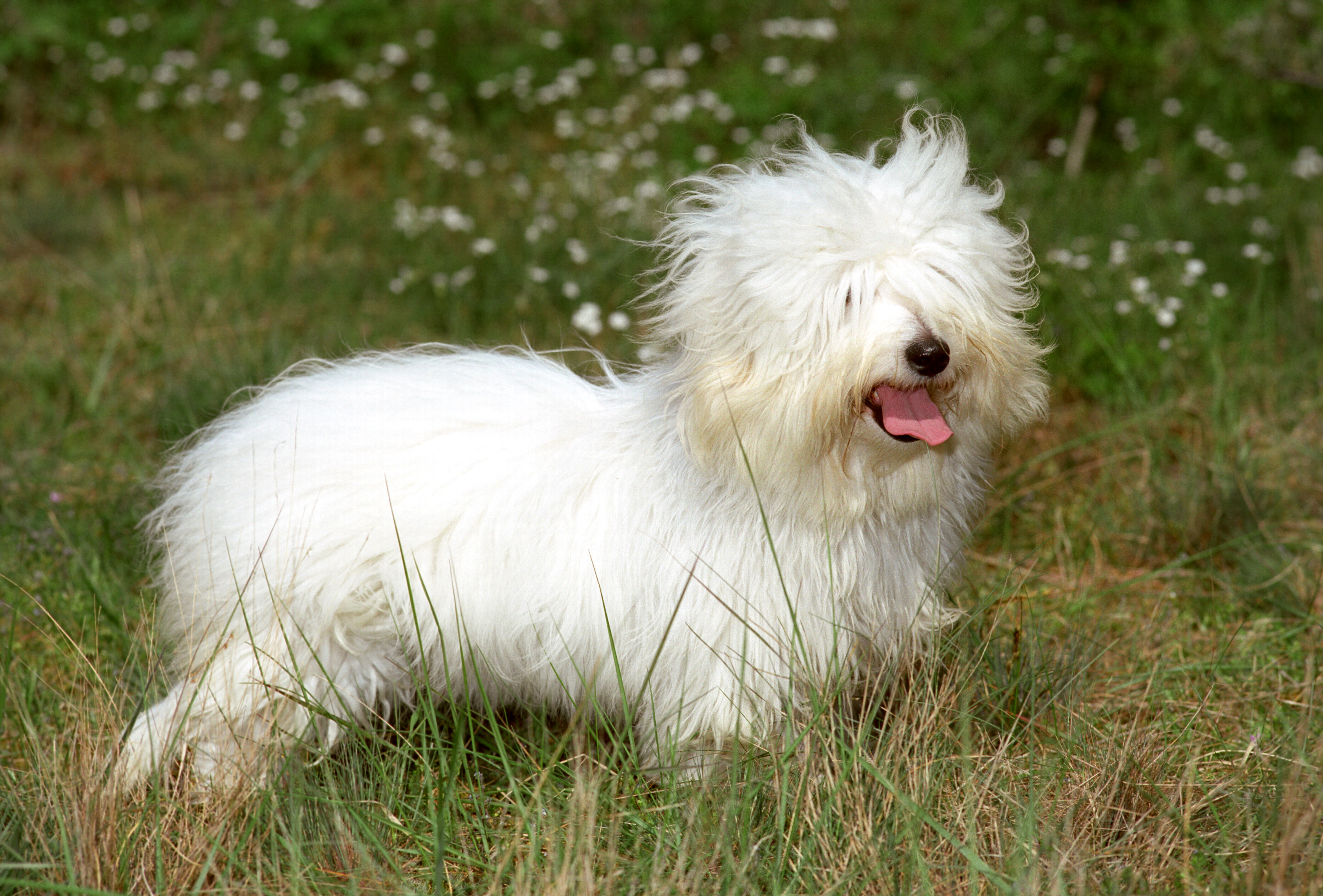 Tulear coton de Coton de