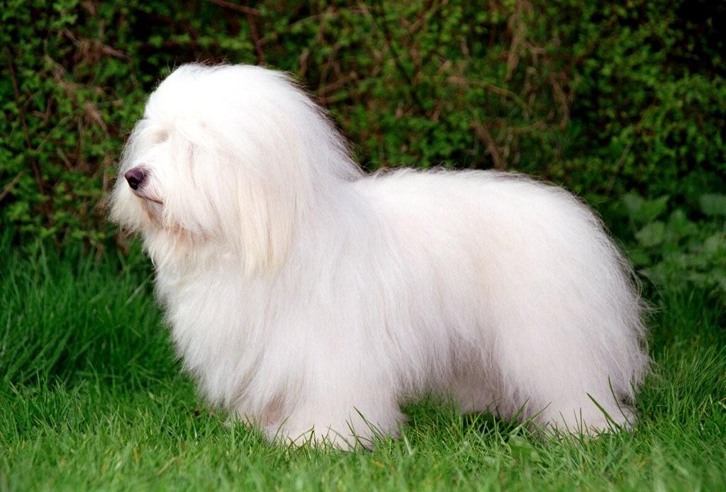 Coton de tulear